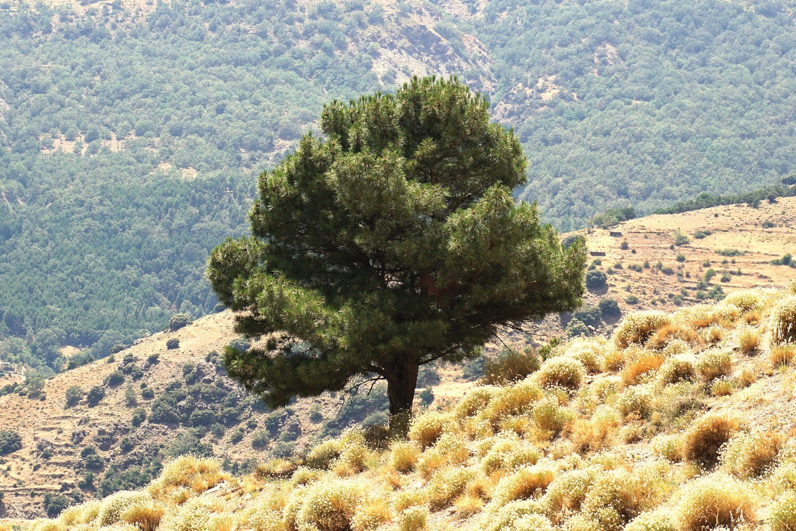 El campo se abre amarillo El campo se abre amarillo
