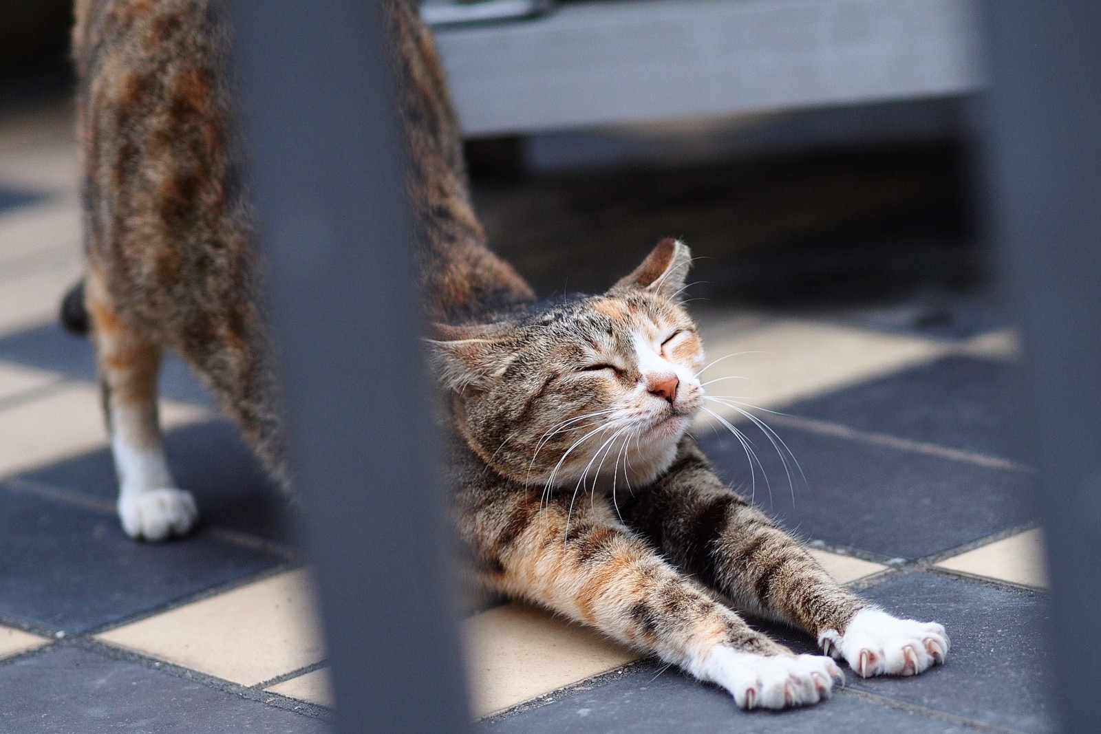 Desperezarse: un buen ejercicio matinal Desperezarse: un buen ejercicio matinal