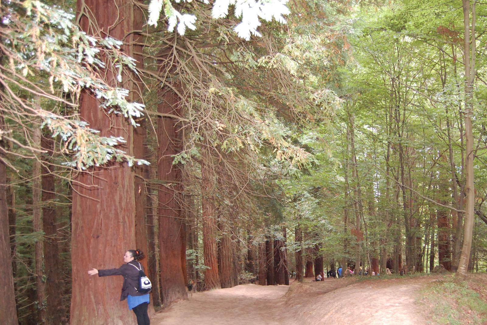 La necesidad de contacto con la naturaleza La necesidad de contacto con la naturaleza