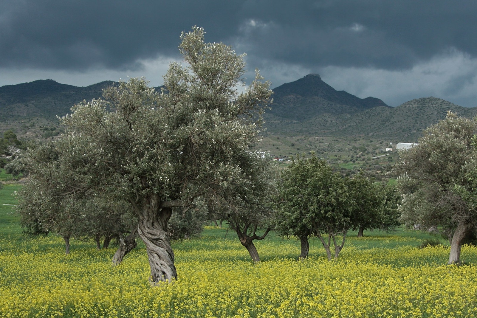 El olivo es generoso y poco exigente