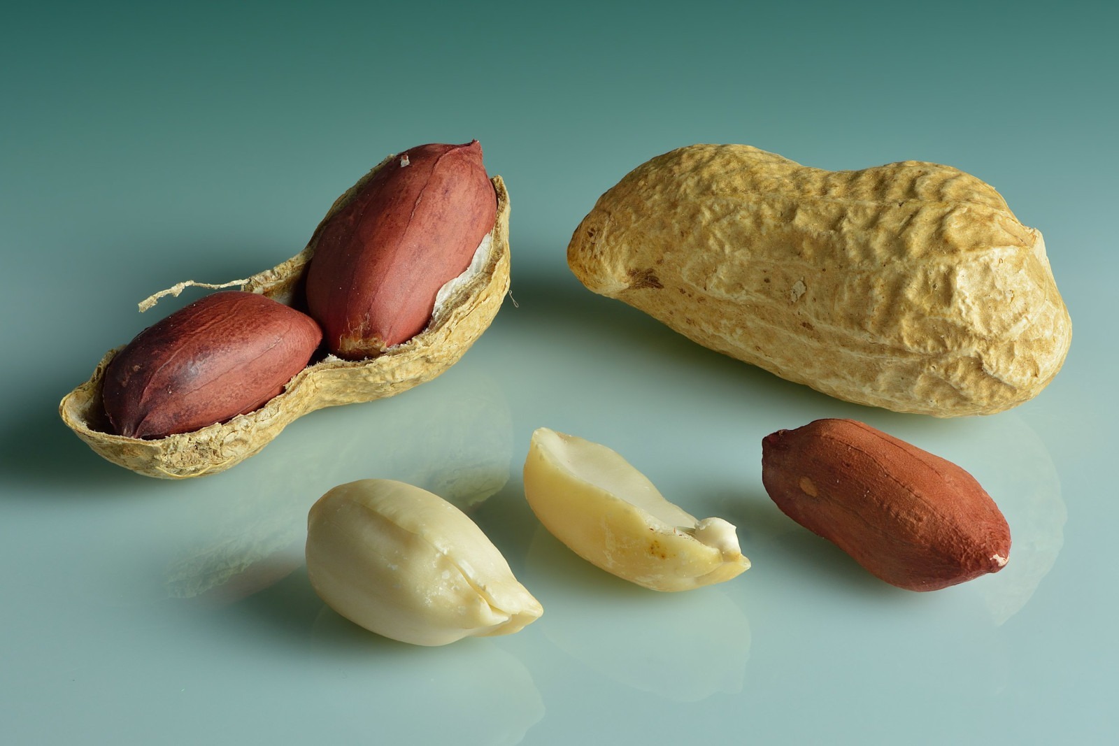 El maní o cacahuete