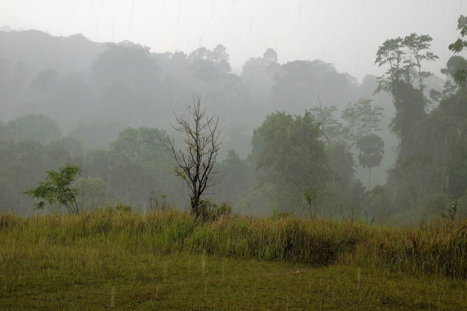 ¡Quién siembra la sementera! ¡Quién siembra la sementera!