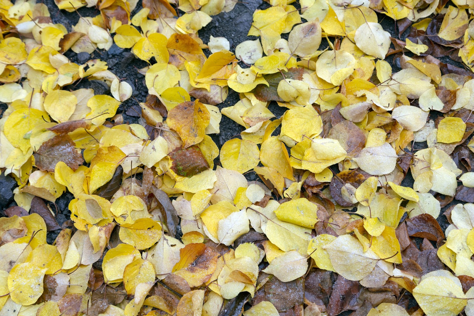 Entre hojas amarillas