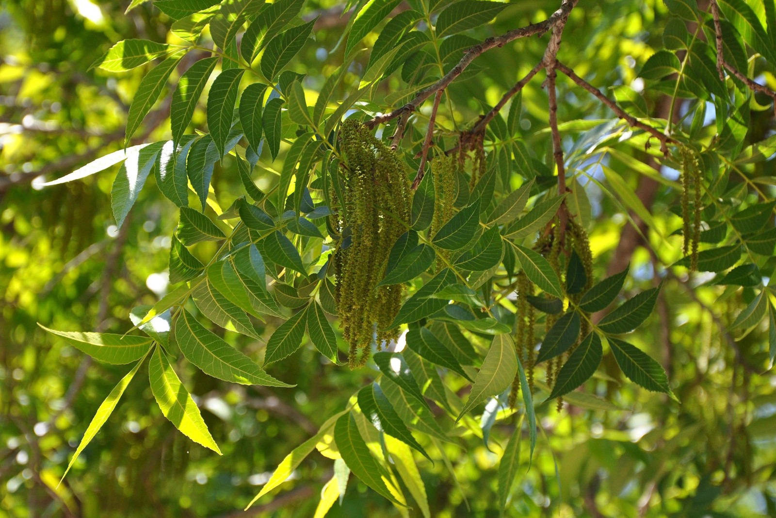 Jardín de verano Jardín de verano
